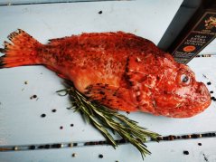 Ropušnice obecná 0,8-1,5kg