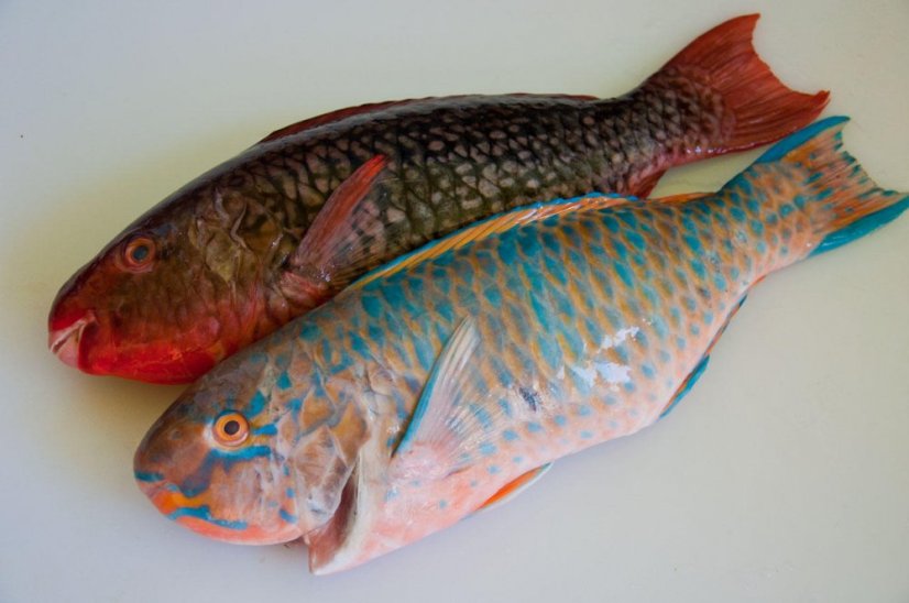 Ploskozubec (papouščí ryba) kuchaný 2-5kg - Přejete si odstranit šupiny?: ne