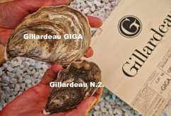 Ústřice Gillardeau N.GIGA (special) 300-500g kus