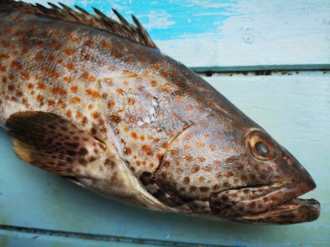 Brown grouper 1,5-3kg - Do you want to remove the scales?: no