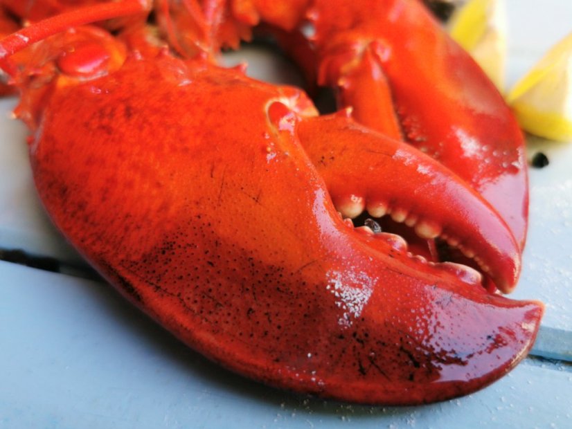 Boiled lobster 0,7 - 0,8kg