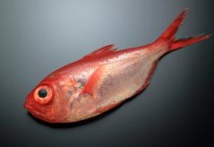 Pilonoš rudý (Alfonsino) 0,8-1,2kg