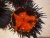 Sea urchins