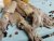 Small california squid  16-25pcs/kg