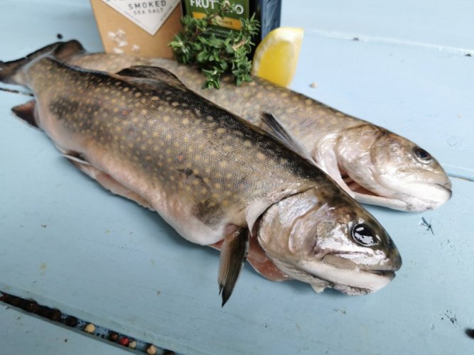 Brook trout 200-300g