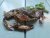 Softshell krab 70-90g
