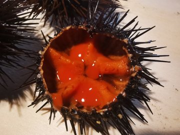 Sea urchins - News