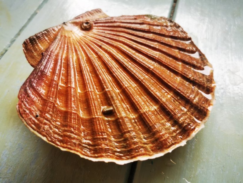 Mušle svatého Jakuba živé 200-250g kus