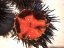 Ježovka dlouhoostná (nachová) mořský ježek 20-50g/kus