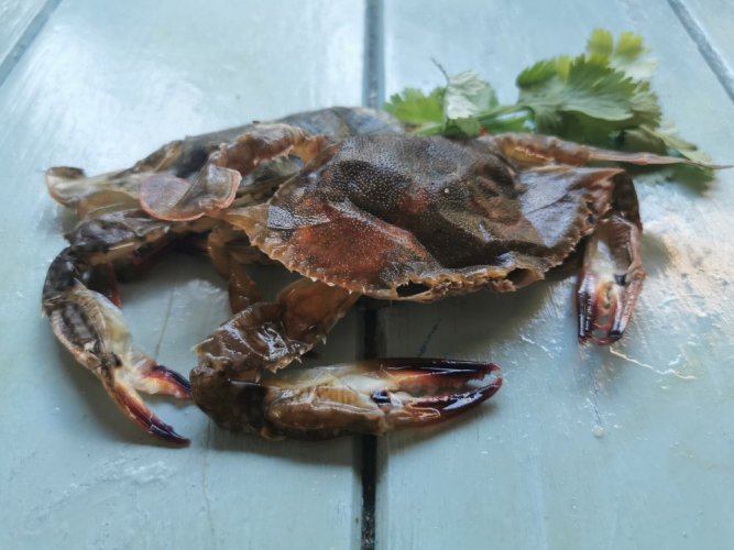 Softshell crab 70-90g