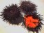 Ježovka dlouhoostná (nachová) mořský ježek 20-50g/kus