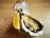 Oyster Le Gall N.2. (Super special)