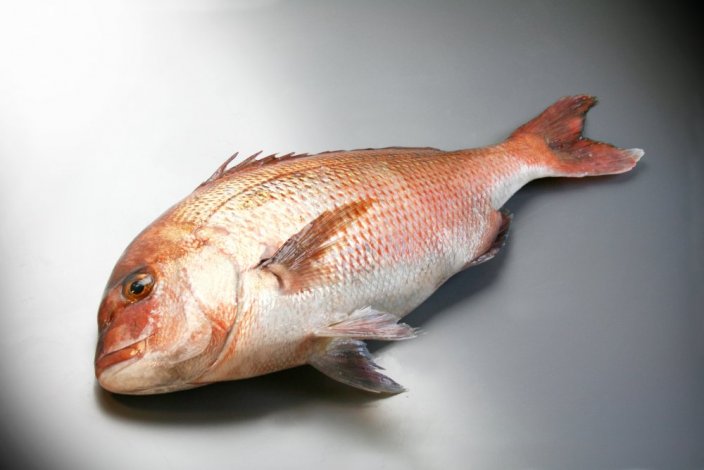 Pražma japonská (růžová) 600-800g - Přejete si rybu vykuchat?: ne, Přejete si odstranit šupiny?: ne, Přejete si rybu zavakuovat?: ne