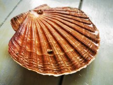 Live Saint Jacobs mussels 200-250g pc