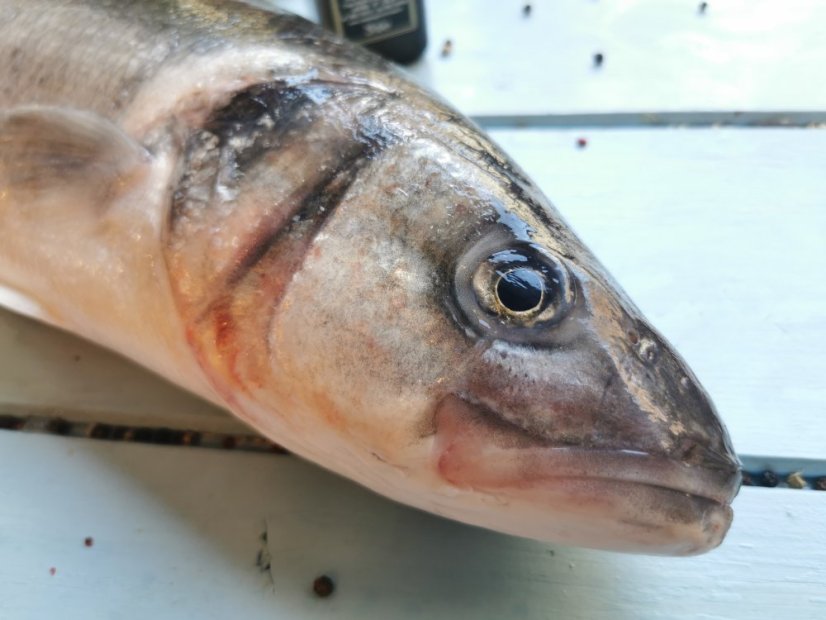 Mořský vlk divoký 1,8-2,5kg - Přejete si rybu vykuchat?: ano, Přejete si odstranit šupiny?: ano