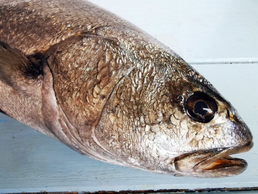 Meagre 2-3kg