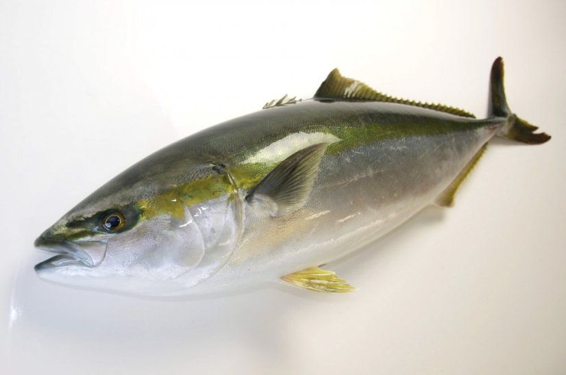 The yellowtail amberjack (Kingfish) 1-2kg