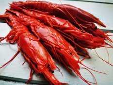 Carabinero shrimps 10-13pcs/kg