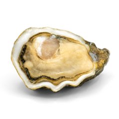 Oyster KYS Baby N.5 (special)