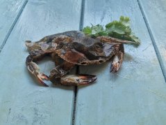 Softshell crab 70-90g