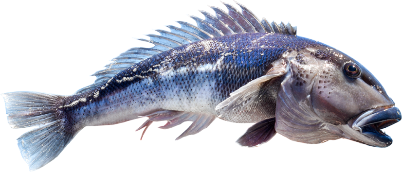 New Zealand Blue Cod fillets with skin 150-250g - Do you want to remove the skin from the fish ??: no