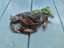 Softshell crab 70-90g
