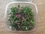Microgreens fine mix with Amaranth 50g