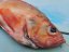 Redfish 0,8-1,2kg - Do you want to gut the fish?: no, Do you want to remove the scales?: yes