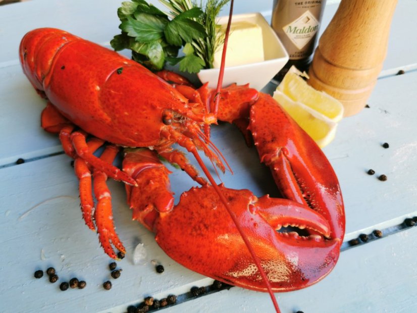 Boiled lobster 0,7 - 0,8kg