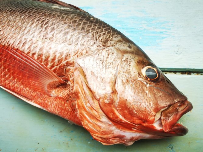Red Snapper 1-5kg - Do you want to remove the scales?: yes