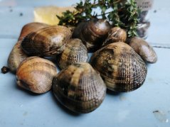 Grooved carpet shell (Vongole)