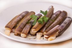 Atlantic razor clams
