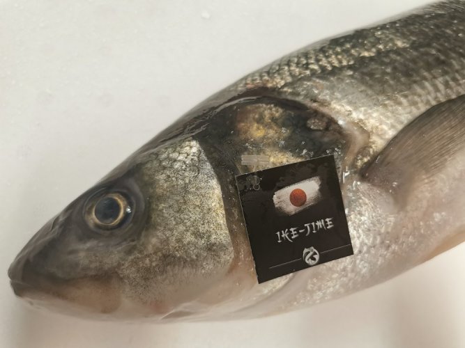 Ike-jime Морской волк (Сибас) дикий 1,8 - 2,5kg - Желаете выпотрошить рыбу?: да, Желаете очистить рыбу?: да, Хотите рыбу в вакуумной упаковке?: нет