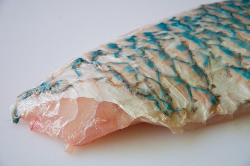 Parrot fish fillet with skin