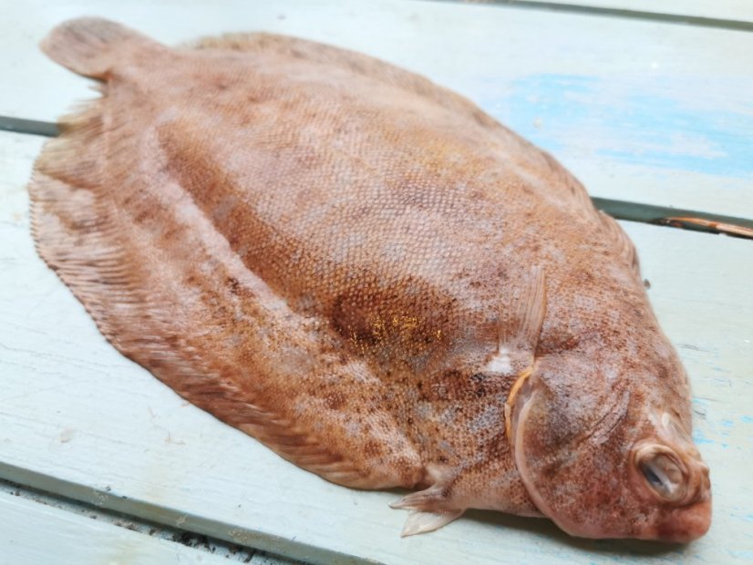 Lemon Sole 400-600g - Do you want to gut the fish?: no, Do you want to remove the scales?: yes