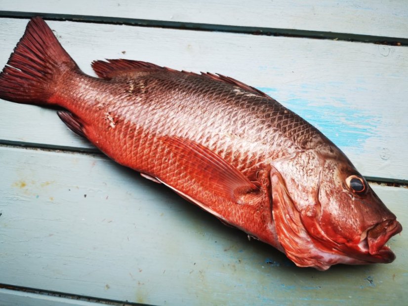 Chňápal červený (Red snapper) 1-5kg