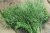 Fresh Dill min. 15g