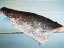 Meagre fillet with skin 500-700g