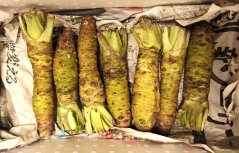 Wasabi kořen 110-180g