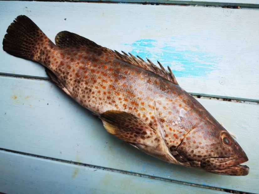 Kanic hnědý 1,5-3kg - Přejete si odstranit šupiny?: ano