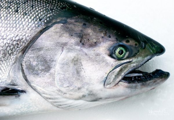 Wild pacific salmon gutted 3,7-4,5kg (Chinook King)
