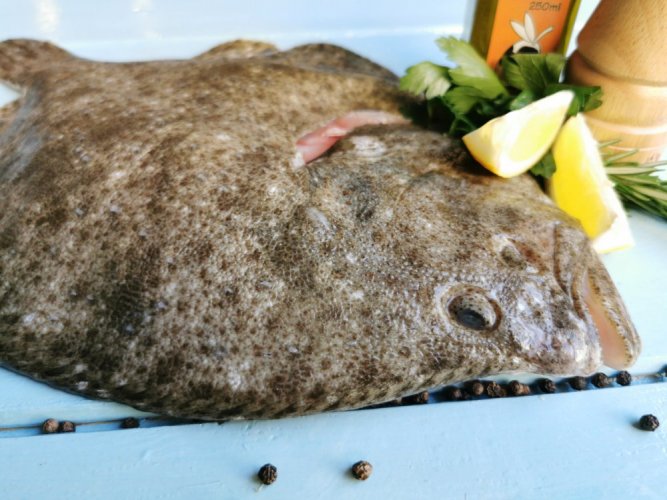 Turbot 1-1,5kg - Do you want to gut the fish?: yes, Do you want to vacuum the fish?: yes