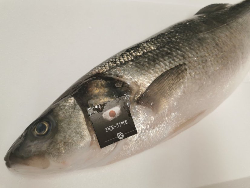 Ike-jime Mořský vlk divoký 1,8 - 2,5kg - Přejete si rybu vykuchat?: ano, Přejete si odstranit šupiny?: ne