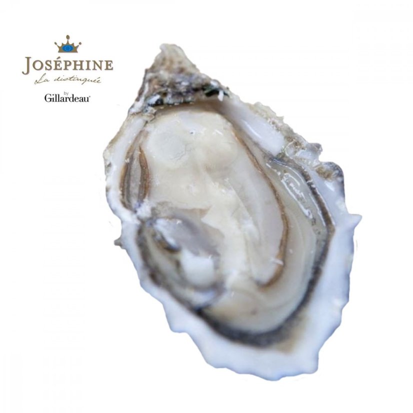 Ústřice Joséphine N.4 (special) - Přejete si ústřice otevřít? (otevřít lze pouze pro Prahu a okolí): ano