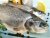 Whole fresh water fish
