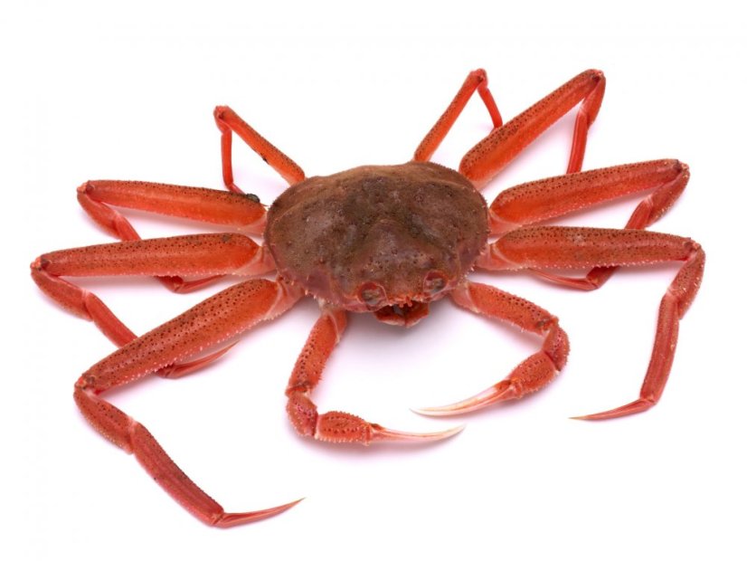 Live snow crab 7500-700g