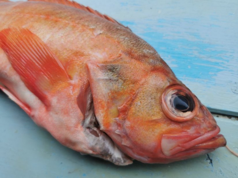 Redfish 0,8-1,2kg - Do you want to gut the fish?: no, Do you want to remove the scales?: yes
