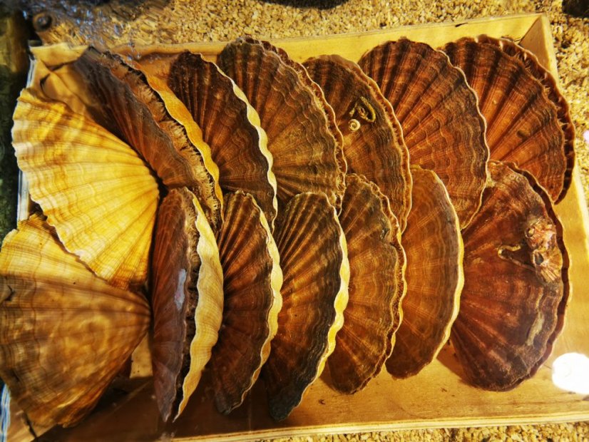 Mušle svatého Jakuba živé 200-250g kus