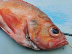 Okouník mořský 0,8-1,2kg