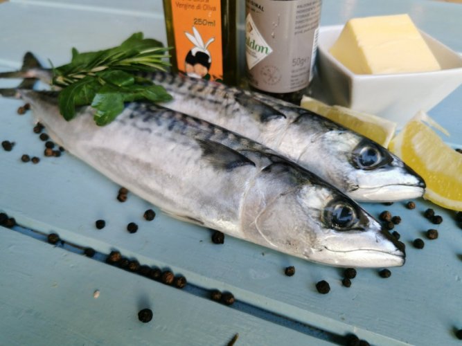Fresh atlantic mackerel 200-500g - Do you want to gut the fish?: yes, Do you want to vacuum the fish?: yes